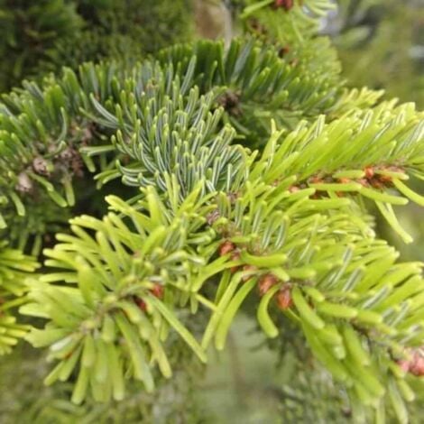 Sapin de Nordmann (Abies Nordmanniana)