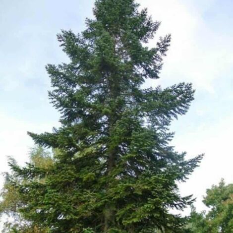 Sapin de Nordmann (Abies Nordmanniana)