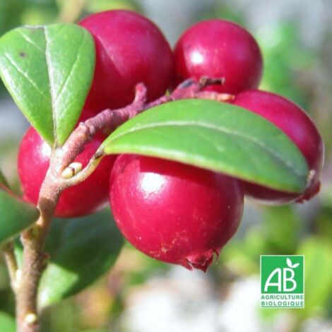 Canneberge 'Howes' BIO (Vaccinium macrocarpon 'Howes')