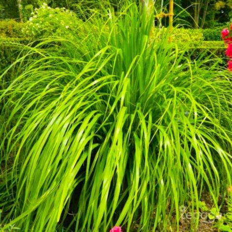 3 Herbes Aux Diamants