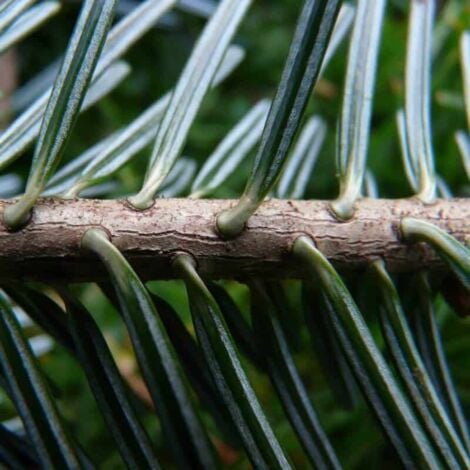 Sapin Pectiné (Abies Alba)
