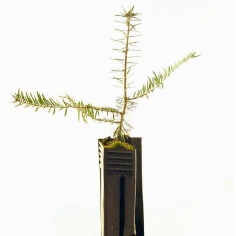 Sapin Pectiné (Abies Alba)