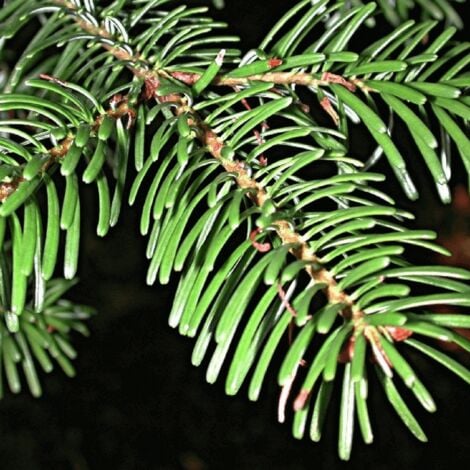 Sapin de Turquie (Abies Bornmuelleriana)