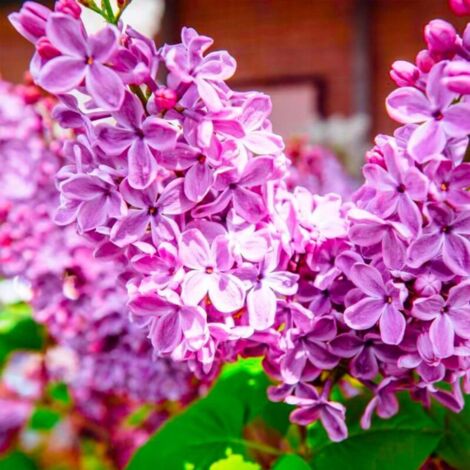 Pépinières Naudet – Lilas commun 'Amethyst' – Arbuste rustique parfumé – Fleurs roses en avril-mai – Hauteur à maturité 3-5m – Rusticité jusqu'à -15°C