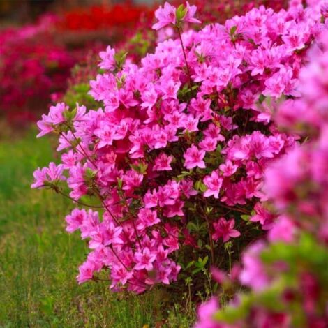 Pépinières Naudet – Rhododendron 'Jolie Madame' – Arbuste caduc rose et orange – Hauteur à maturité 1-2m – Floraison printanière parfumée