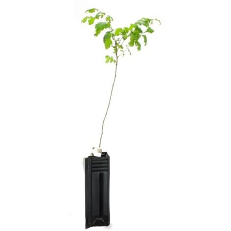 Savonnier ou Bois de Panama (Koelreuteria Paniculata)