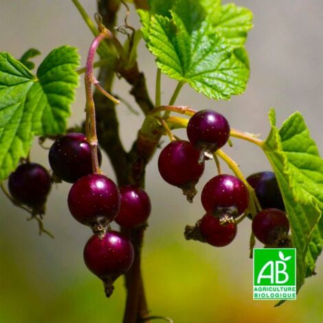 Pépinières Naudet – Caseille 'Josta' BIO – Hybride cassis-groseille – Baies rouges/noires sucrées – Rusticité jusqu'à -15°C – Période de fructification juillet/août