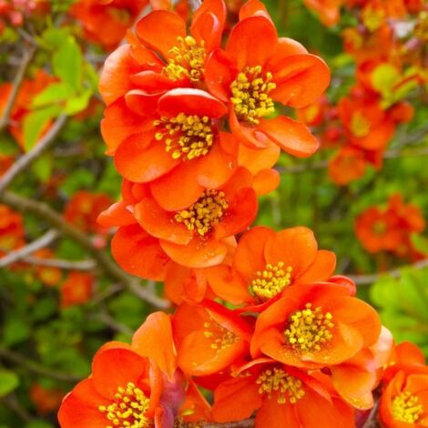 Pépinières Naudet – Cognassier du Japon 'Orange Trail' – Arbre fruitier à fleurs blanches – Hauteur à maturité 1,5m – Exposition ensoleillée – Coings pour confitures