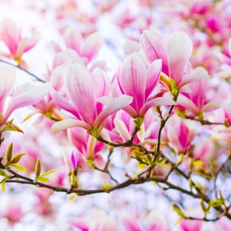 Pépinières Naudet – Magnolia de Soulange (Magnolia soulangeana) – Plante verte artificielle – Hauteur 5m – Floraison bicolore printemps – Résistance jusqu'à -15°C