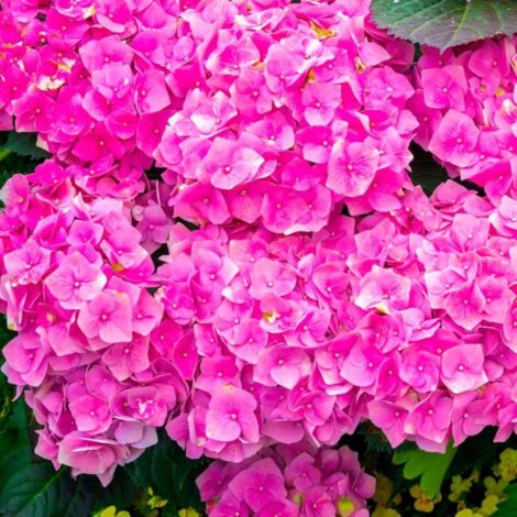 Pépinières Naudet – Hortensia Macrophylle 'Bouquet Rose' – Arbuste caduc parfumé – Hauteur 1-2m – Excellente rusticité jusqu'à -15°C – Couleur de fleur rose (1/5)