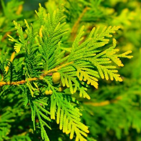 Cyprès de Lawson 'Ivonne' (Chamaecyparis lawsoniana 'Ivonne')