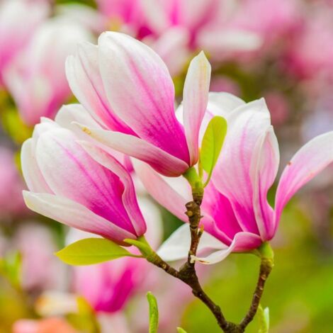 Pépinières Naudet – Magnolia 'George Henry Kern' – Arbuste compact 2-3m – Feuillage caduc – Floraison bicolore au printemps – Label Plante Bleue éco-responsable