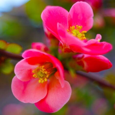 Pépinières Naudet – Cognassier du Japon 'Pink Lady' – Arbre fruitier caduc – Fleurs roses au printemps – Hauteur à maturité 1-2m – Excellente rusticité jusqu'à -15°C