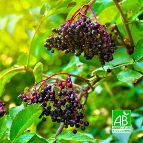 Sureau noir 'Korsor' BIO (Sambucus nigra 'Korsor') (1/3)