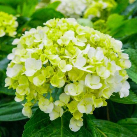 Hortensia Paniculé  'Lime Light'