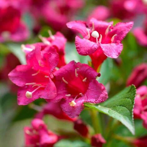 Weigelia 'Bristol Ruby'