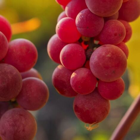 Vigne 'Chasselas Rosé' (Vitis vinifera 'Chasselas Rosé')