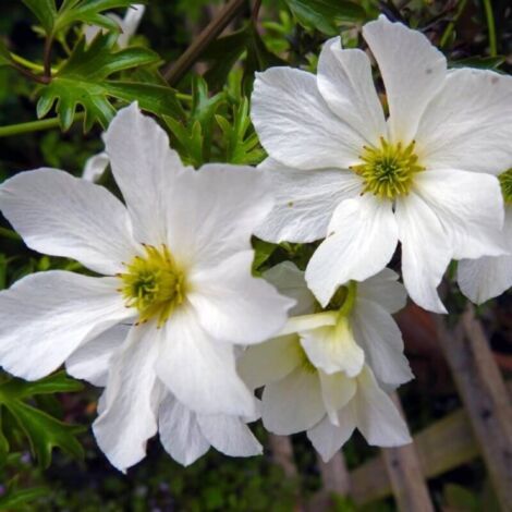 Pépinières Naudet – Clématite 'Early Sensation' – Fleurs blanches persistantes – Exposition ensoleillée – Plante grimpante pour balcons et terrasses