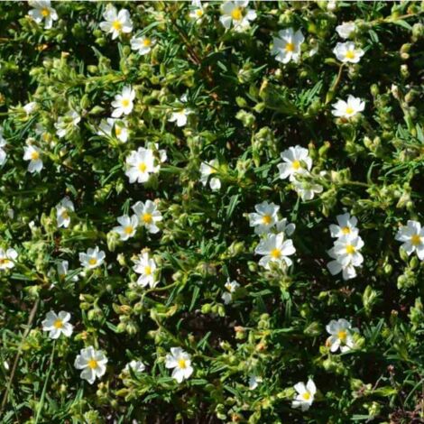 Ciste de Montpellier (Cistus 'Monspeliensis')