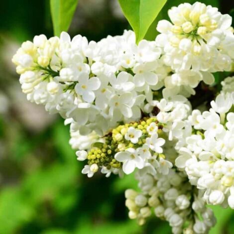 Pépinières Naudet – Lilas commun 'Madame Lemoine' – Arbuste caduc 3-5m – Fleurs blanches odorantes en mai-juin – Rusticité jusqu'à -15°C