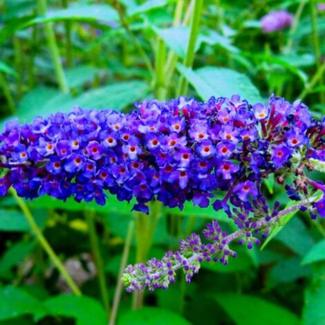 Pépinières Naudet – Arbre aux papillons Buddleja davidii 'Empire Blue' – Hauteur 3-4m – Fleurs bleues en épis – Exposition ensoleillée – Rusticité jusqu'à -15°C