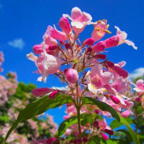 Pépinières Naudet – Buisson de beauté Kolkwitzia amabilis 'Pink Cloud' – Fleurs roses en mai-juin – Hauteur 2-3m – Rustique jusqu'à -15°C – Exposition ensoleillée