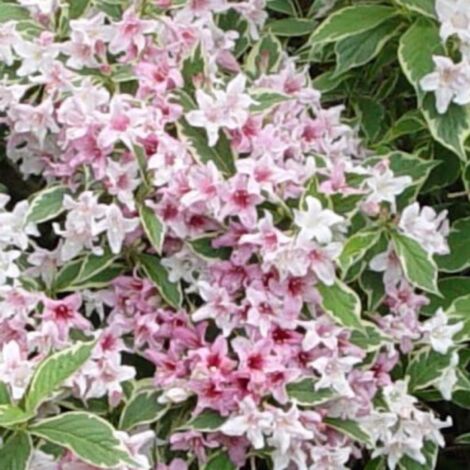 Weigela 'Nana purpurea' (Weigela florida 'Nana purpurea')