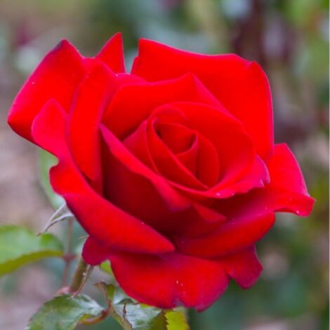 Rosier 'Le Grand Huit' ® (Rosa 'Le Grand Huit' ®)