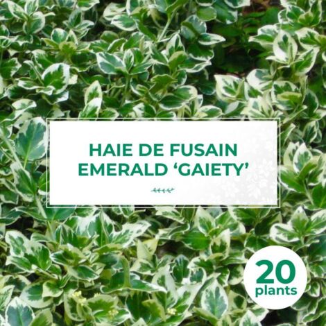 20 Fusains Emerald 'Gaiety' (Euonymus Fortunei 'Gaeity') - Haie Fusain Gaiety