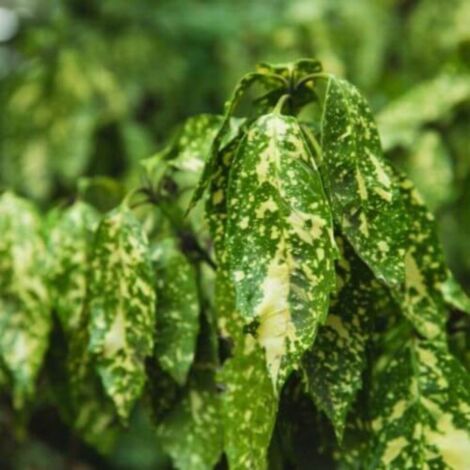 Aucuba à feuilles de croton (Aucuba japonica 'Crotonifolia')