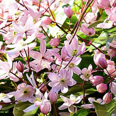 Pépinières Naudet – Clématite 'Armandii' – Fleurs blanches parfumées – Plante grimpante persistante pour balcons – Floraison précoce au printemps