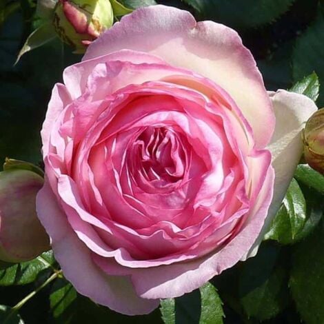 Rosier Grimpant 'Pierre de Ronsard®'