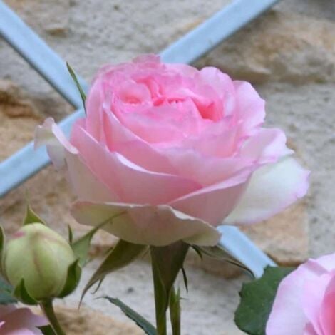 Rosier Grimpant 'Pierre de Ronsard®'