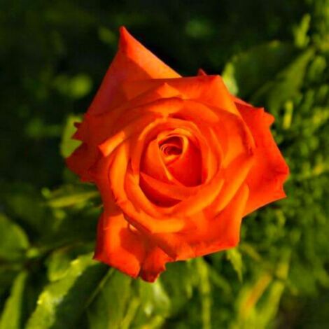 Rosier 'Prince Klaus'
