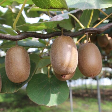 Pépinières Naudet – Kiwi autofertile 'Jenny' – Actinidia deliciosa – Fruits bruns sucrés – Port grimpant – Rusticité jusqu'à -15°C