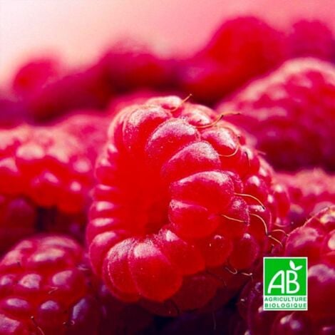 Framboisier Rouge 'Heritage' BIO