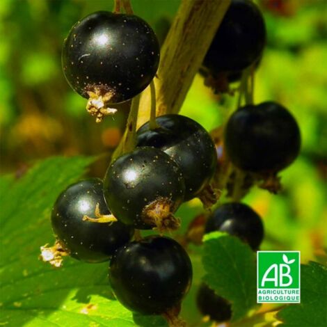 Pépinières Naudet – Cassissier 'Andega' BIO – Arbre fruitier autofertile – Grappes de baies noires en juin – Rusticité jusqu'à -15°C – Couleur de floraison rose