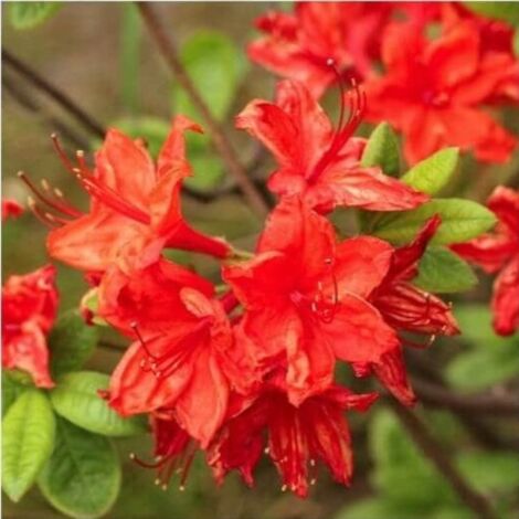 Pépinières Naudet – Rhododendron 'Hotspur Red' – Arbuste à fleurs doubles rouges – Hauteur 2m-3m – Exposition mi-ombre à soleil – Rustique jusqu'à -20°C