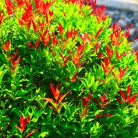 20 Photinia (Photinia Fraseri 'Red Robin') - Haie de Photinia -