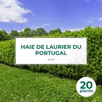 Pépinières Naudet – 20 lauriers du Portugal – Haie de laurier cerise – Arbuste persistant 20-40 cm – Fleurs blanches en juin – Rusticité jusqu'à -10°C