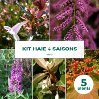 Pépinières Naudet – Haie 4 saisons – Lot de 5 arbustes caducs – Hauteur à maturité 2-3m – Couleurs variées – Excellente rusticité jusqu'à -15°C