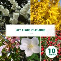 Pépinières Naudet – Haie Fleurie – Lot de 10 arbustes caducs – Couleurs variées – Excellente rusticité jusqu'à -15°C – Pour petits jardins
