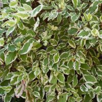 Fusain du Japon 'Bravo' (Euonymus japonicus 'Bravo')