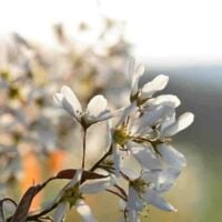 Amelanchier des Bois (Amelanchier Ovalis) - Godet - Taille 20/40cm