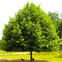 Pépinières Naudet – Tilleul à petites feuilles (Tilia cordata) – Godet 20/40cm – Floraison parfumée – Ombrage dense – Pour jardins et parcs