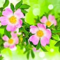 Pépinières Naudet – Rosier des chiens (Rosa canina) – Arbuste caduc de 2 à 3m – Fleurs bicolores mellifères – Floraison au printemps – Excellente rusticité jusqu'à -15°C