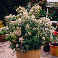 Pépinières Naudet – Laurier tin (Viburnum tinus) – Arbuste persistant 2-3m – Fleurs blanches de novembre à avril – Exposition ensoleillée à mi-ombre