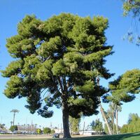 Pin d'Alep (Pinus Halepensis) - Godet - Taille 13/25cm
