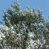 Peuplier Blanc (Populus Alba) - Godet - Taille 30/50cm