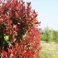 Photinia (Photinia Fraseri 'Red Robin') - Godet - Taille 20/40cm
